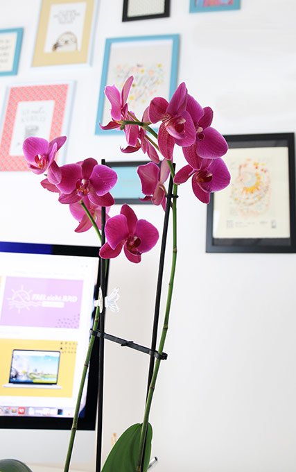 popcut_orchidee